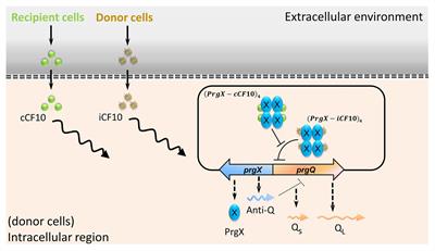 Exposure to One Antibiotic Leads to Acquisition of Resistance to Another Antibiotic via Quorum Sensing Mechanisms